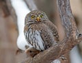 Northern Pygmy-Owl